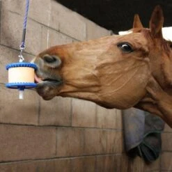 Cherry 6 Cherry -Horse Riding Equipment Store go 330953 b