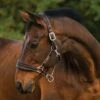 Rambo Padded Headcollar 2 Rambo Padded Headcollar -Horse Riding Equipment Store go 477690 a