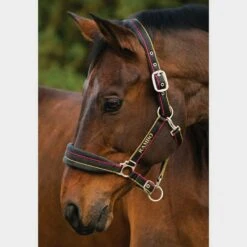 Rambo Padded Headcollar -Horse Riding Equipment Store go 477690 b