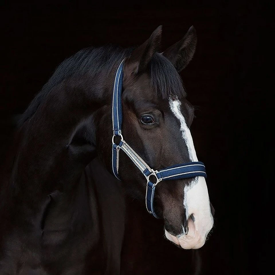 Rambo Padded Headcollar 3 Rambo Padded Headcollar
