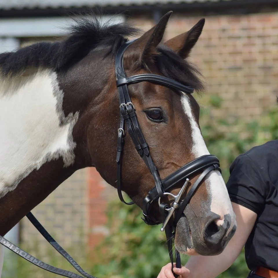 Dressage Flash Bridle Black 5 Dressage Flash Bridle Black - Image 3