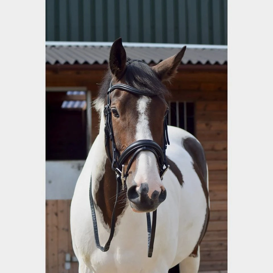 Dressage Flash Bridle Black 6 Dressage Flash Bridle Black - Image 4