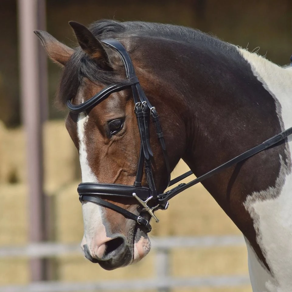 Dressage Flash Bridle Black 7 Dressage Flash Bridle Black - Image 5