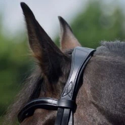 Dressage Flash Bridle Black 22 Dressage Flash Bridle Black -Horse Riding Equipment Store go 477991 i