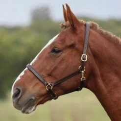 Ragley Leather Headcollar Brown 8 Ragley Leather Headcollar Brown -Horse Riding Equipment Store go 478143 c