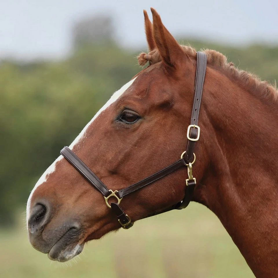 Ragley Leather Headcollar Brown 5 Ragley Leather Headcollar Brown - Image 3