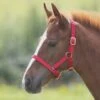 Foal Nylon Headcollar Red 2 Foal Nylon Headcollar Red -Horse Riding Equipment Store go 478288 a