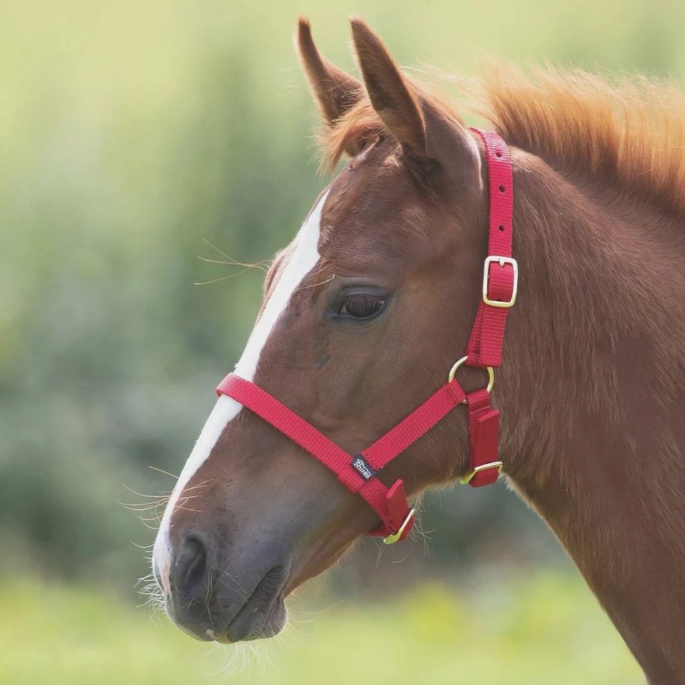 Foal Nylon Headcollar Red 3 Foal Nylon Headcollar Red