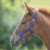 Foal Nylon Headcollar Royal Blue 2 Foal Nylon Headcollar Royal Blue -Horse Riding Equipment Store go 478289 b