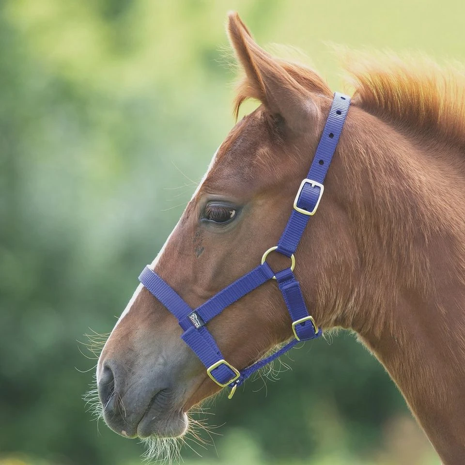 Foal Nylon Headcollar Royal Blue 3 Foal Nylon Headcollar Royal Blue