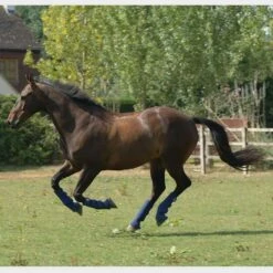 Hardy Chaps 12 Hardy Chaps -Horse Riding Equipment Store go 579584 e