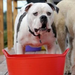 Flexible Shallow Tub In Small -Horse Riding Equipment Store go 622637 c