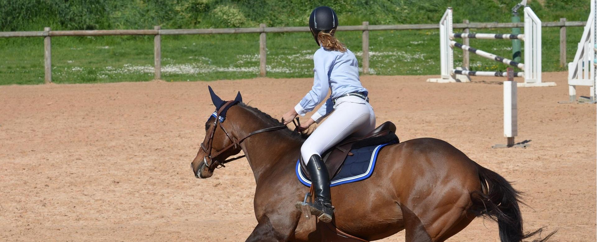 Horse Riding Equipment Store 18 Horse Riding Equipment Store -Horse Riding Equipment Store horse 806397 1920